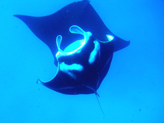 manta_rays
